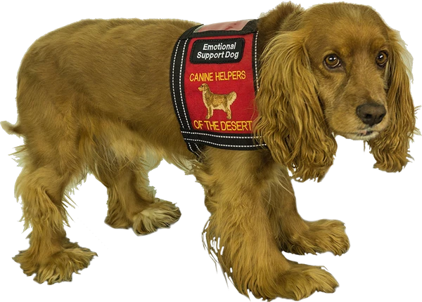 Custom Logo Cape Dog Vest 3 Custom Logo Cape Dog Vest - Image 3