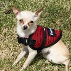 Mesh Service Dog Vest - Sm/Med Dog -Agility Shop 707547 7 full 66271.1638911381