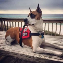 Padded Harness Service Dog Vest 22 Padded Harness Service Dog Vest -Agility Shop 707551 16 full 80713.1655725306