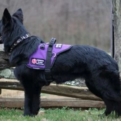 Padded Harness Service Dog Vest 38 Padded Harness Service Dog Vest -Agility Shop 707551 17 full 96267.1656505235