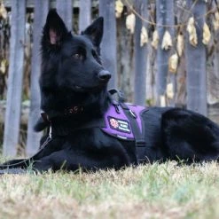 Padded Harness Service Dog Vest 34 Padded Harness Service Dog Vest -Agility Shop 707551 18 full 17969.1656505235