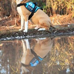 Padded Harness Service Dog Vest 27 Padded Harness Service Dog Vest -Agility Shop 707551 30 full 41238.1655725306