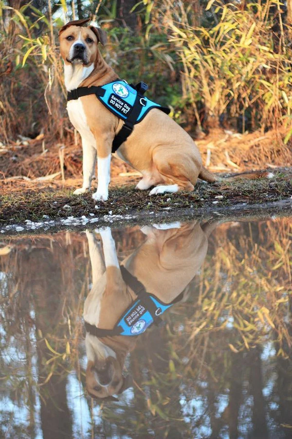 Padded Harness Service Dog Vest 8 Padded Harness Service Dog Vest - Image 8