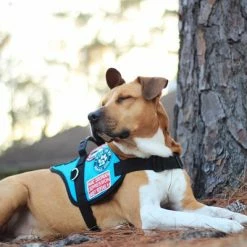 Padded Harness Service Dog Vest 23 Padded Harness Service Dog Vest -Agility Shop 707551 31 full 45233.1655725306