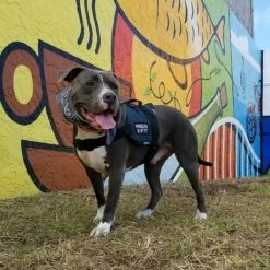 Padded Harness Service Dog Vest 29 Padded Harness Service Dog Vest -Agility Shop 707551 32 full 36105.1655725306