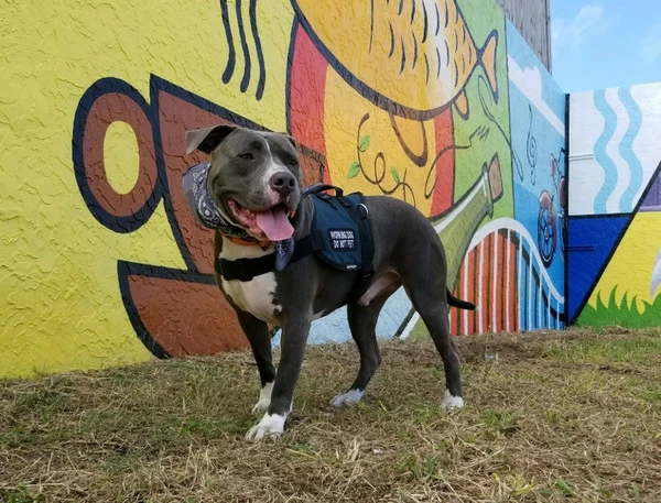 Padded Harness Service Dog Vest 10 Padded Harness Service Dog Vest - Image 10