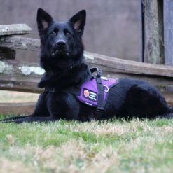 Padded Harness Service Dog Vest 31 Padded Harness Service Dog Vest -Agility Shop 707551 33 full 48977.1655725306