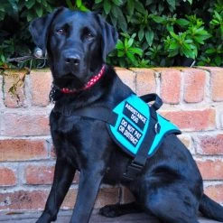 Padded Harness Service Dog Vest 36 Padded Harness Service Dog Vest -Agility Shop 707551 34 full 46226.1656505235