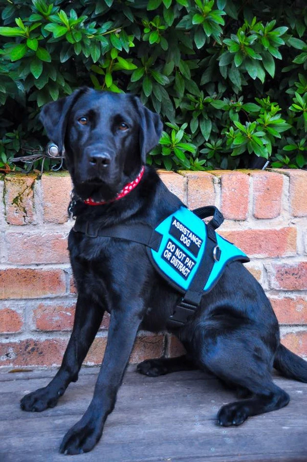 Padded Harness Service Dog Vest 17 Padded Harness Service Dog Vest - Image 17