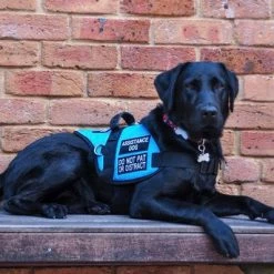 Padded Harness Service Dog Vest 37 Padded Harness Service Dog Vest -Agility Shop 707551 35 full 61481.1656505235