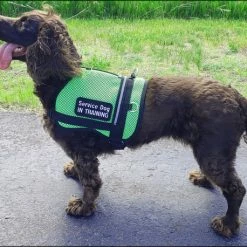 Service Dog Breathable Mesh Vest -Agility Shop 707556 208 full 50183.1652699911