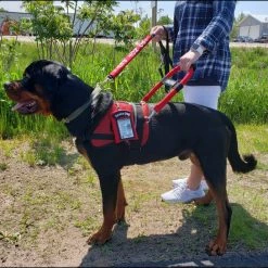 Service Dog Breathable Mesh Vest -Agility Shop 707556 209 full 84594.1652699911