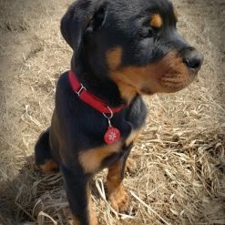 Nylon No-Slip Dog Collar - 1" Martingale -Agility Shop 7075578 3 full 31743.1638911393