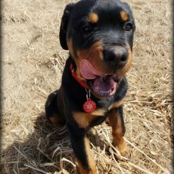 Aluminum Service Dog Tag Access Required -Agility Shop 7075578 4 full 09128.1638911507