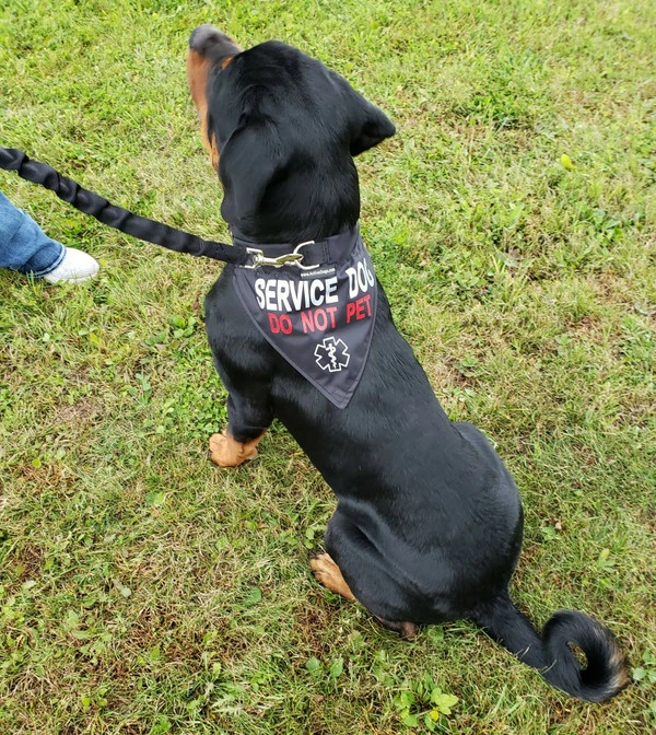 Service Dog Reflective Bandana Dog Collar 4 Service Dog Reflective Bandana Dog Collar - Image 4