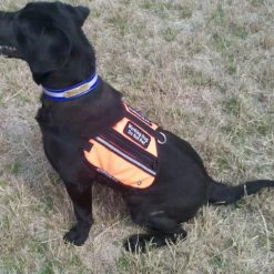 Butterfly Cape Service Dog Vest With Pockets -Agility Shop 707572 3 full 36239.1638911341