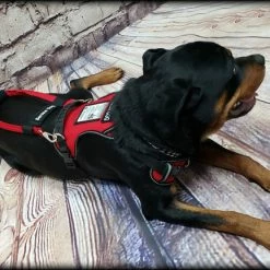 No Pull Service Dog Harness - Front-Range -Agility Shop 707578 6 full 31108.1647865607