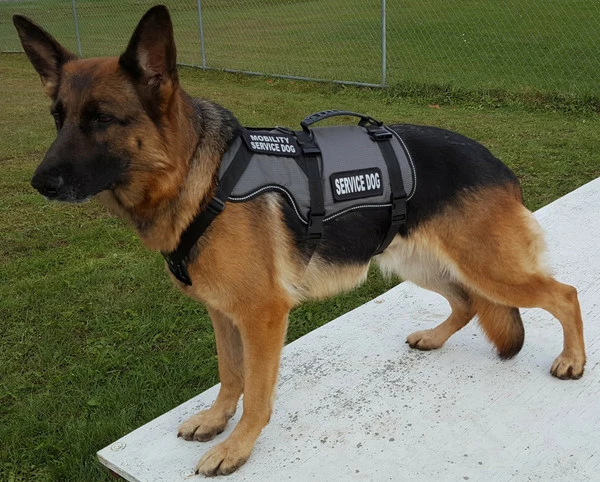 Service Dog Saddle Bag Grocery Getter Harness Vest 3 Service Dog Saddle Bag Grocery Getter Harness Vest - Image 3