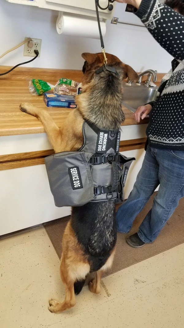 Service Dog Saddle Bag Grocery Getter Harness Vest 9 Service Dog Saddle Bag Grocery Getter Harness Vest - Image 9