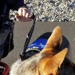 Wheelchair Pulling Dog Leash With Handle 10 Wheelchair Pulling Dog Leash With Handle -Agility Shop 707580 5 full 40376.1638911504