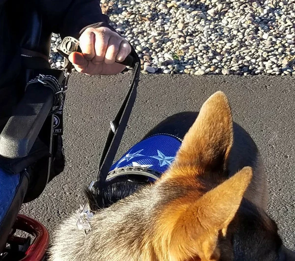 Wheelchair Pulling Dog Leash With Handle 4 Wheelchair Pulling Dog Leash With Handle - Image 4