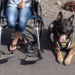 Service Dog Padded Pulling & Balance Harness -Agility Shop 707586 4 full 99334.1638911408