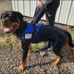 Padded Harness Vest With Window -Agility Shop 707587 102 full 87320.1667822799