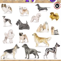 Therapy Dog T-Shirts -Agility Shop 707590 4 full 56399.1638911374