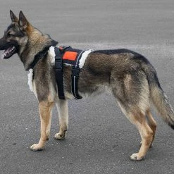 Search & Rescue Hi-Vis Tracking Harness -Agility Shop 707591 10O full 01625.1638911435