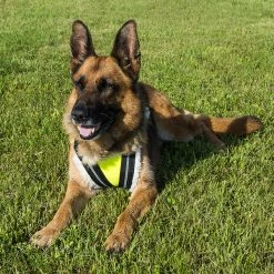 Search & Rescue Hi-Vis Tracking Harness -Agility Shop 707591 7 full 87623.1638911433