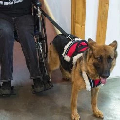 Wheelchair Pulling Harness -Agility Shop 707592 4 full 75773.1638911452