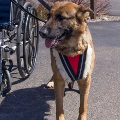 Wheelchair Pulling Harness -Agility Shop 707592 6 full 13573.1638911454