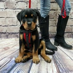 Service Dog Starter Kit - Padded Air-Tech Service Dog Harness Vest + Clip-on Bridge Handle & More -Agility Shop 707645 15 full 50909.1653306090