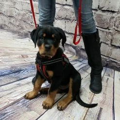 Padded Air-Tech Service Dog Harness Vest - 13 Color Variety -Agility Shop 707645 21 full 08029.1638911447