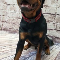 Service Dog Reflective Patch Collar W/ Handle -Agility Shop 707767 17 full 62776.1638911515