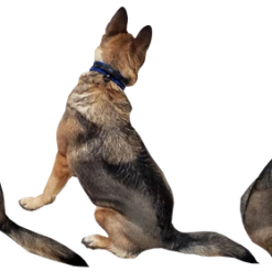 Service Dog Reflective Patch Collar W/ Handle -Agility Shop 707767 5 full 30865.1638911514