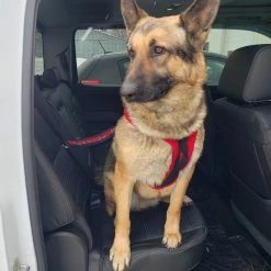 Service Dog Seat Belt Connector -Agility Shop 707803 3 full 26604.1638911506