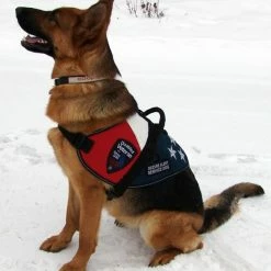 Patriotic Service Dog Vest With Handle -Agility Shop 707875 4 full 46317.1650278819