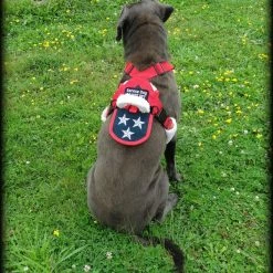 Patriotic Pulling & Balance Harness -Agility Shop 707877 4 full 48543.1638911479