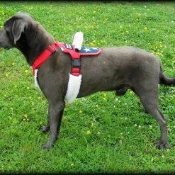 Patriotic Pulling & Balance Harness -Agility Shop 707877 6 full 60190.1638911464