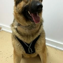 Padded Easy Walk Harness No Pull Dog Vest- Black Reflective Spacer Mesh -Agility Shop 707900 10 full 96918.1638911524