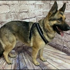 Padded Easy Walk Harness No Pull Dog Vest- Black Reflective Spacer Mesh -Agility Shop 707900 9 full 76414.1638911523