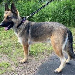 Service Dog No Slip Martingale Patch Collar -Agility Shop 707904 10 full 68301.1638911523