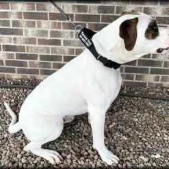 Service Dog No Slip Martingale Patch Collar -Agility Shop 707904 4 full 89635.1638911515