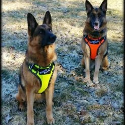 Search & Rescue Reflective Padded Tracking Harness -Agility Shop 757544 10 full 20317.1638911521