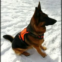 Search & Rescue Reflective Padded Tracking Harness -Agility Shop 757544 4 full 02169.1638911529
