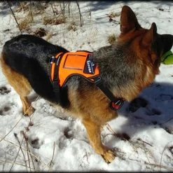 Search & Rescue Reflective Padded Tracking Harness -Agility Shop 757544 6 full 78687.1638911531