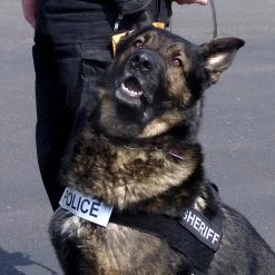 Nylon Patrol Harness -Agility Shop 763055 7 full 15319.1638911448