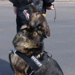 Nylon Patrol K9 Harness W/ GT Buckle -Agility Shop 763056 4 full 30322.1638911492