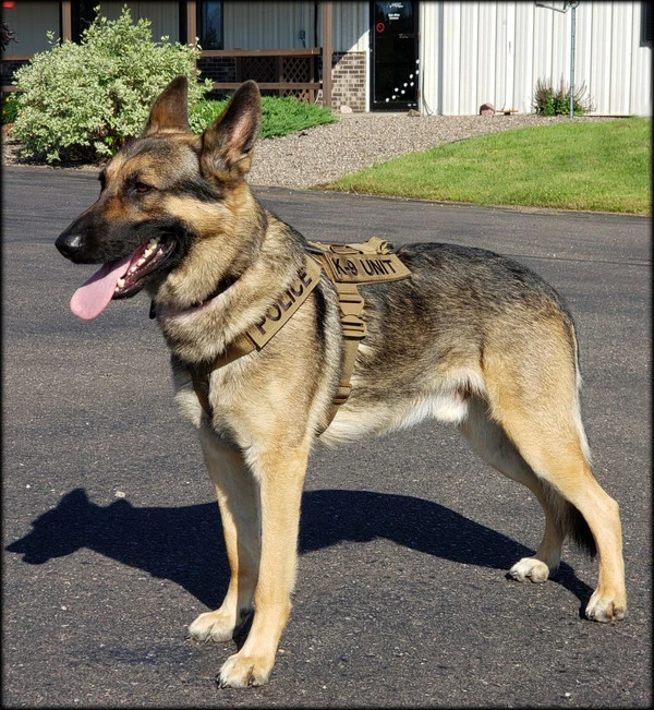 CaliberDog K9 Tactical Harness 15 CaliberDog K9 Tactical Harness - Image 15